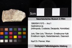 Foto (Objket + Etiketten) von Jurellana tithonia (Schweitzer & Feldmann, 2010) 